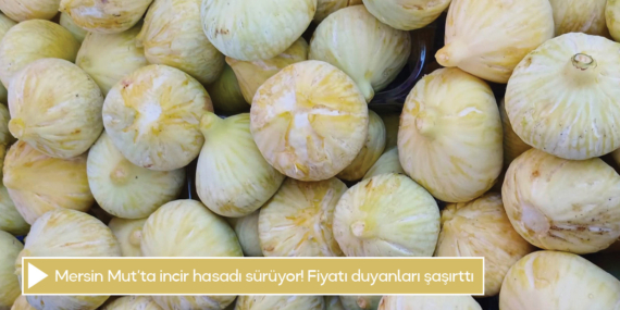 Mersin Mut’ta incir hasadı sürüyor! Fiyatı duyanları şaşırttı