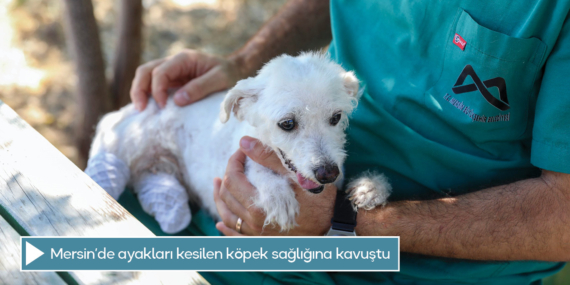 Mersin’de ayakları kesilen köpek sağlığına kavuştu