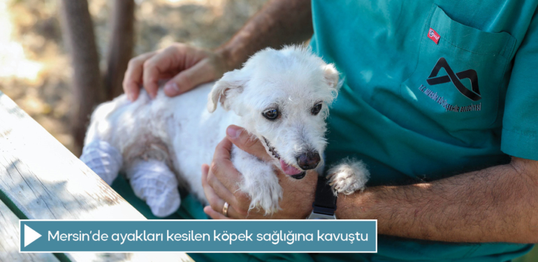 Mersin’de ayakları kesilen köpek sağlığına kavuştu