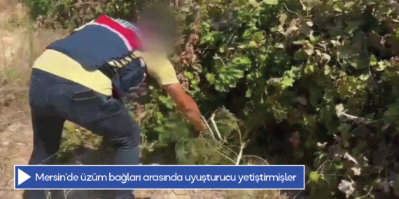 Mersin’de üzüm bağları arasında uyuşturucu yetiştirmişler