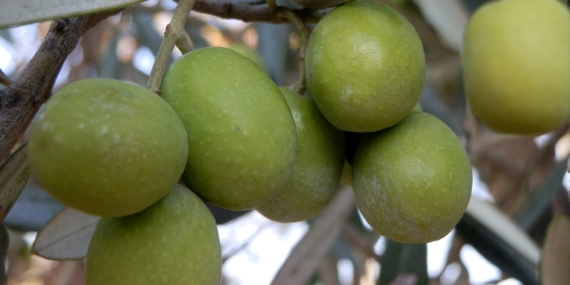 Mersin’de 150 bin ton zeytin rekoltesi elde edildi