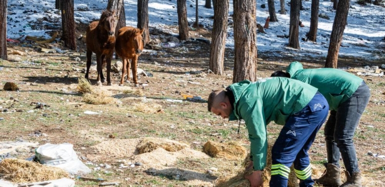 Mersin’de yılkı atları için doğaya yem bırakıldı
