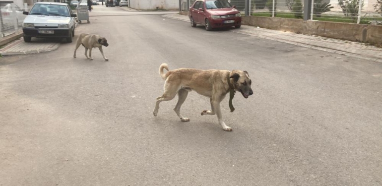 Sokak köpekleri kadına saldırdı