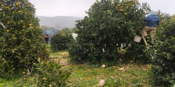 Mersin’de kar altında limon hasadı