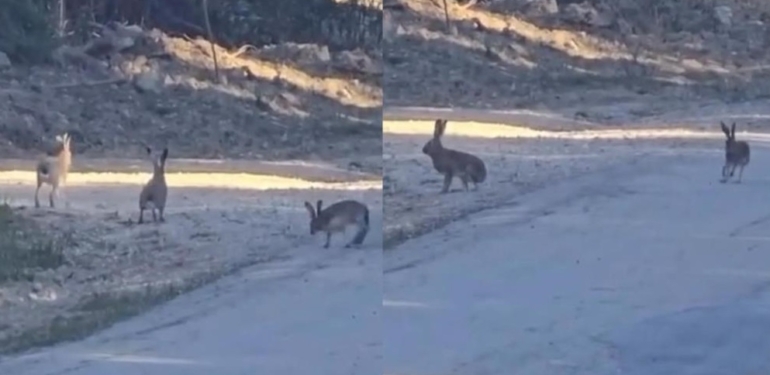 Mersin’de yaban tavşanlarının neşeli anları kameraya yansıdı