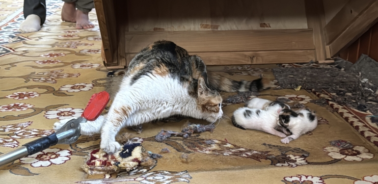 Mersin’de kedi vaaz kürsüsünün altına yavruladı