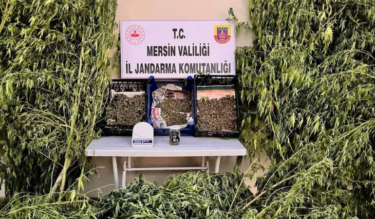 Mersin’de yasadışı kenevir ekimine operasyon: 2 tutuklama, binlerce kök ele geçirildi