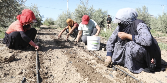 Büyükşehir’den Silifke’de enginar atağı: 10 üreticiye 10 bin yumru