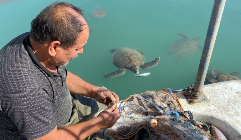 Mersin’de göç etmeyen caretta carettalar balıkçı barınağında görüntülendi