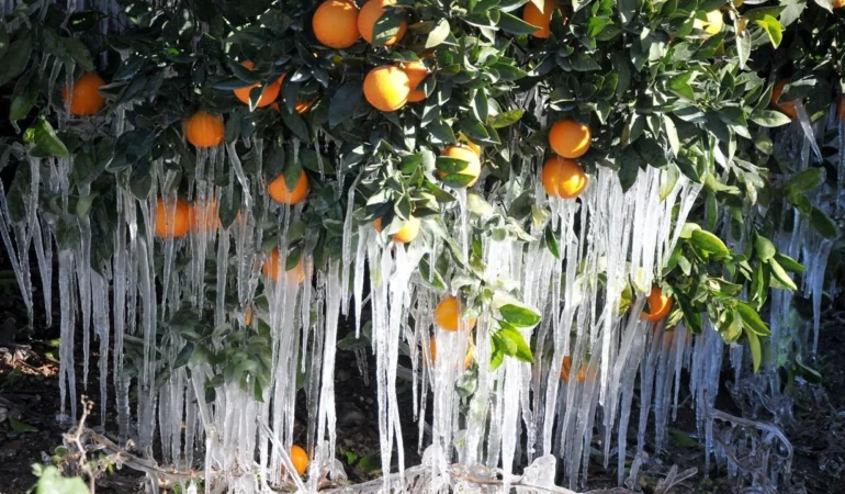 Doğu Akdeniz’de Gece Sıcaklıkları Sert Düşecek: Mersin’de Zirai Don Uyarısı