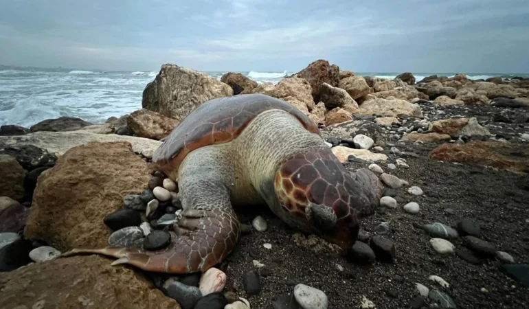 Erdemli’de caretta caretta ölüsü kıyıya vurdu: Uzmanlar balıkçılık ağlarına dikkat çekti