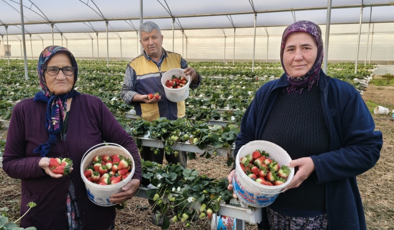 Silifke’de bahar hasadı başladı: Çileğin kilosu 160 liraya kadar yükseldi