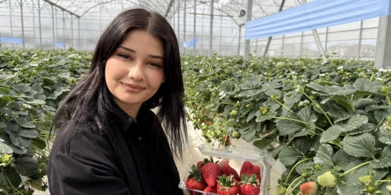 Tarsus’ta topraksız tarımda ilk çilek hasadı yapıldı