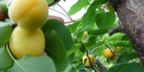 Örtü altında turfanda kayısı hasadı başladı