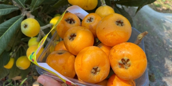 ‘Sarı altın’ yenidünyada hasat başladı: İç pazara 50-100 TL’ye, dış pazara 4 dolara gönderiliyor