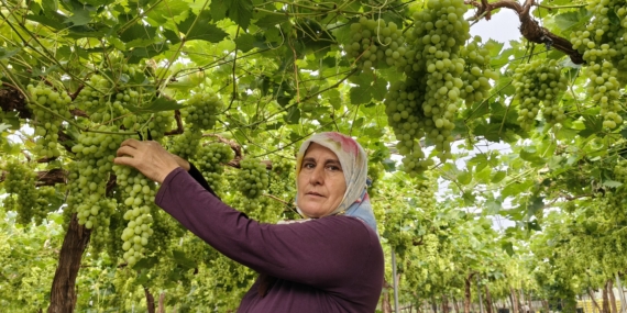 Silifke’de sezonun ilk üzümü hasat edildi, kilosu 600 TL’den ihraç edildi