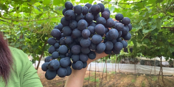 Bölgenin siyah incisi üzümde hasat başladı