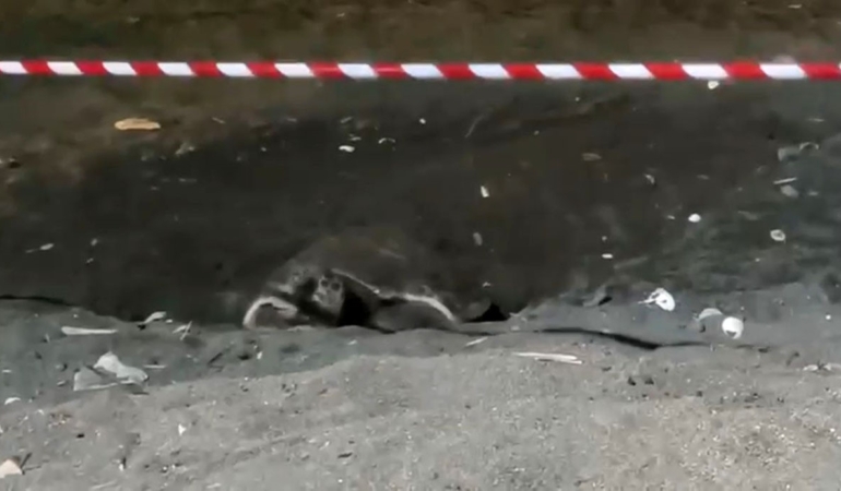 Koruma alanı dışına yuva yapan caretta caretta için şeritli tedbir