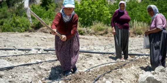 Mersin Büyükşehir Leklek fasulyesini canlandırmak için desteğini sürdürüyor