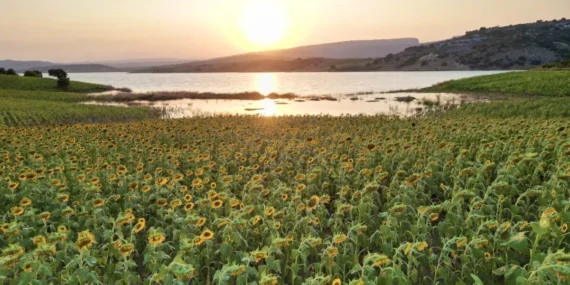 Mersin’de günebakan tarlaları görsel şölen sundu