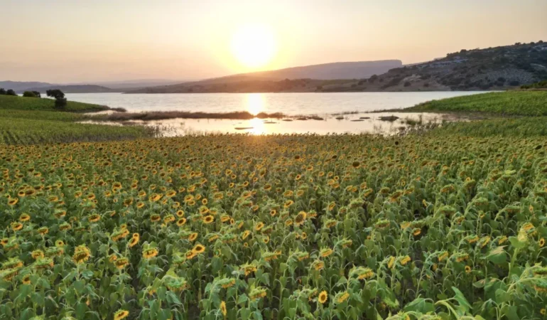 Mersin’de günebakan tarlaları görsel şölen sundu