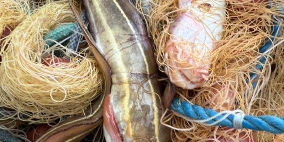 Mersin sahillerinde zehirli çizgili kedi balığı uyarısı