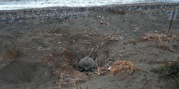 Caretta carettaların yuvalaması geç başladı, yoğun sürüyor