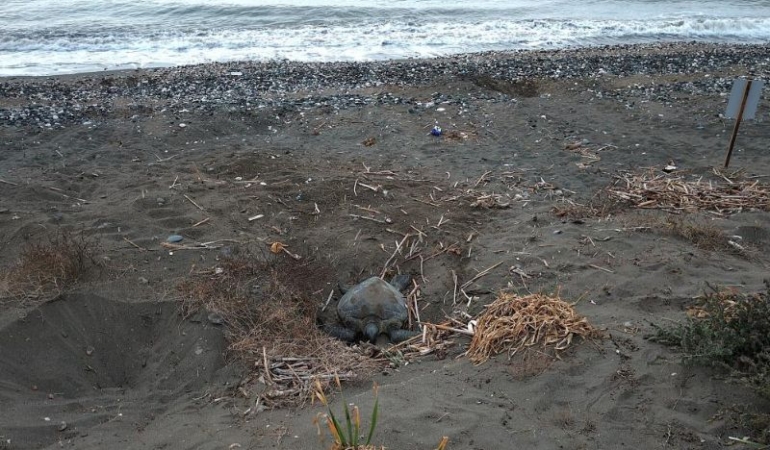 Caretta carettaların yuvalaması geç başladı, yoğun sürüyor