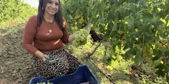 Mersin’de üzüm bağda ucuz, sofrada pahalı