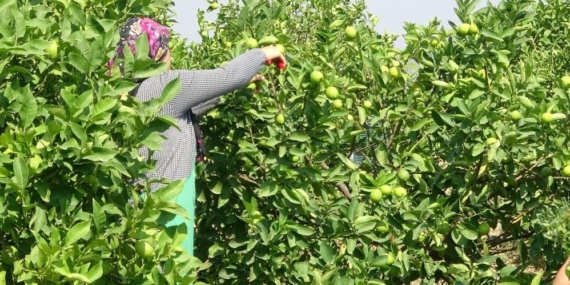 Mersin Büyükşehir Belediyesi’nden çiftçilere yeni destek! Tarih ve yer açıklandı