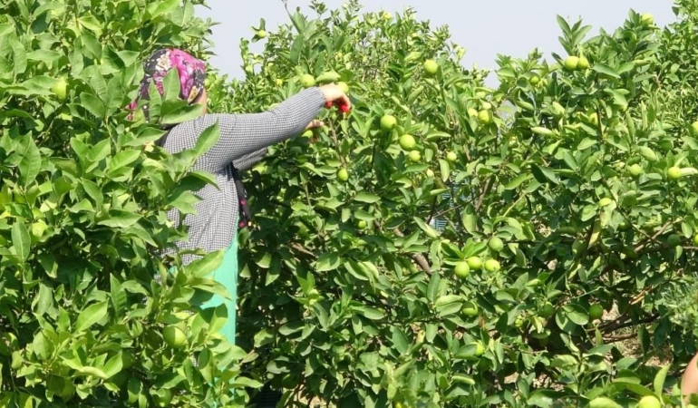 Mersin Büyükşehir Belediyesi’nden çiftçilere yeni destek! Tarih ve yer açıklandı