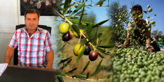 Mut’ta zeytin dalları doldu: Son 10 yılın en yüksek verimi bekleniyor
