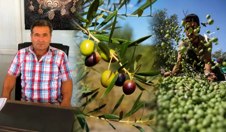 Mut’ta zeytin dalları doldu: Son 10 yılın en yüksek verimi bekleniyor