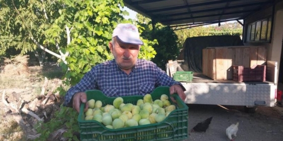 Mut’ta incir hasadı başladı