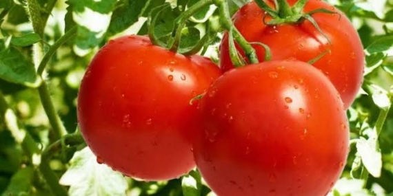 Mersin Büyükşehir’den domates üreticisine büyük destek