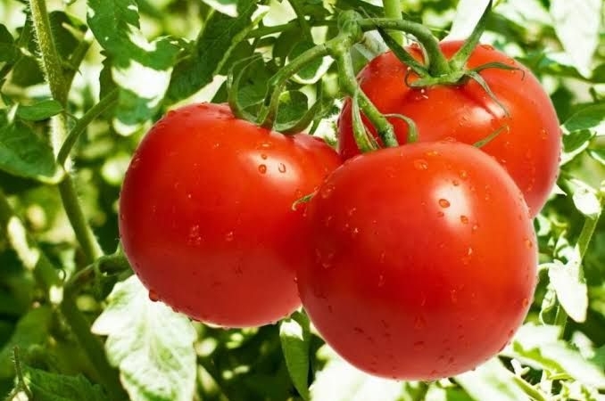 Mersin Büyükşehir’den domates üreticisine büyük destek