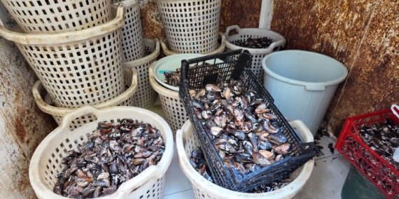 Akdeniz’de 200 Kilo Bozulmuş Midye Dolması Ele Geçirildi