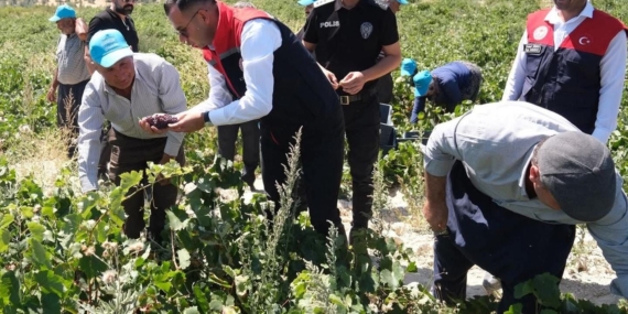 Gülnar’da kuş üzümü hasadı başladı!