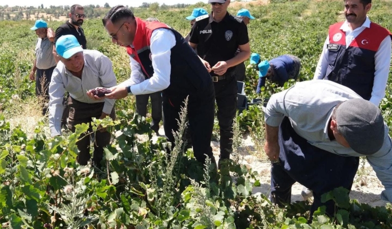 Gülnar’da kuş üzümü hasadı başladı!
